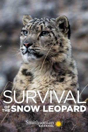 Xem phim Survival Of The Snow Leopard - Survival Of The Snow Leopard HD Vietsub motphim Phim Mỹ 2020